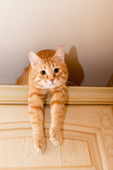 Ginger tabby cat