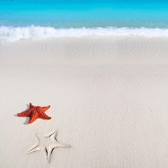 Fototapeta na wymiar caribbean starfish tropical sand turquoise beach