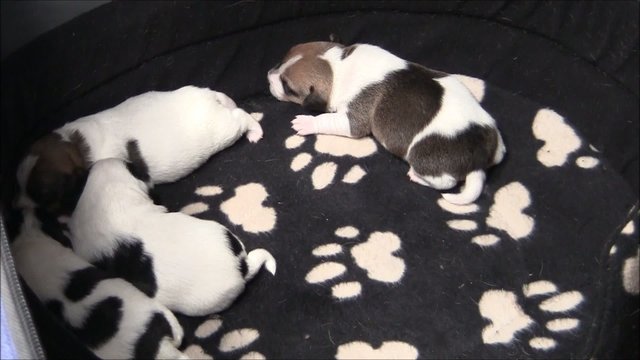 Jack Russel Welpen