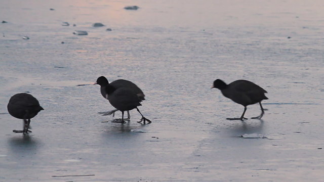Grebes walk on frozen lake