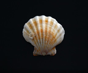 Scallop Shell