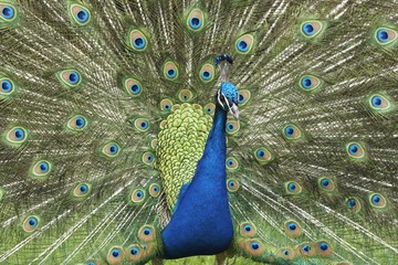 Fototapeta premium Peacock