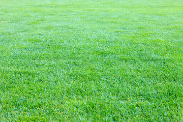 緑の芝生