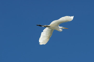 Belize, Placencia, white stork