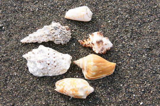 貝　貝殻　巻貝　複数　砂浜