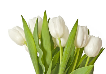 white tulips isolated on white background