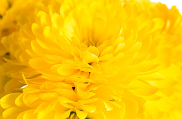 chrysanthemum