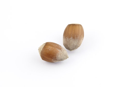 noisettes