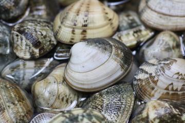 Fresh Italian Clams