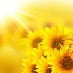 Fototapeta na wymiar Tło Sunshine ze szczegółami słonecznika