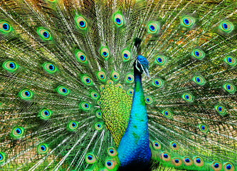 Obraz premium Portrait of beautiful peacock