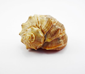 Sea snail shell
