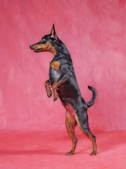 цвергпинцер