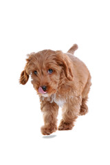 Puppy Cockapoo isolated on white