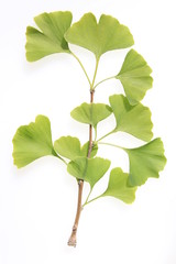 Gingkozweig