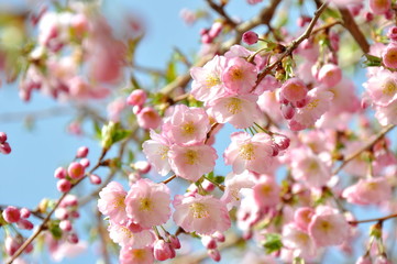 Fototapeta na wymiar Almond Blossom