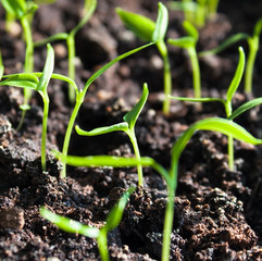 Plantation of sprouts