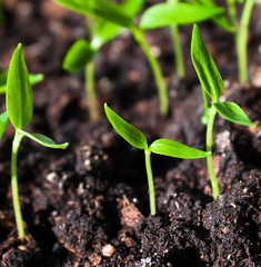 Sprouts