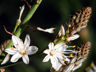 Shoham Asphodelus 2011