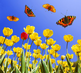 Butterflies on yellow tulips