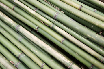 Bamboo tube background