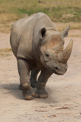 black rhino 9035 - 30239596