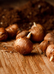 flower bulbs on the table
