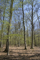 Naklejka premium bouleau commun; betula pendula; forêt Fontainebleau
