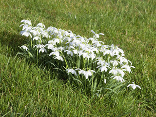 double flowered snowdrops