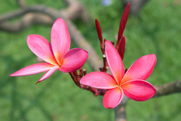Fototapeta na wymiar Plumeria kwiaty