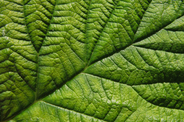 green leaf background
