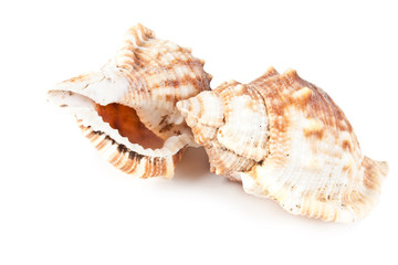 beautiful seashell