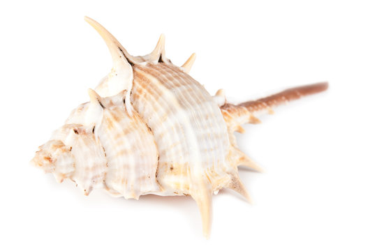 brown beautiful seashell