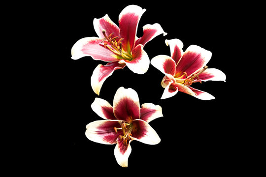 Purple centered lilies isolated on black