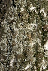 bark of birch with moss