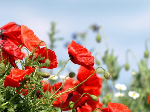 Poppy Flower Photos Images – Browse 13,701 Stock Photos, Vectors, and ...