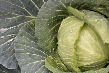 Obraz premium fresh cabbage