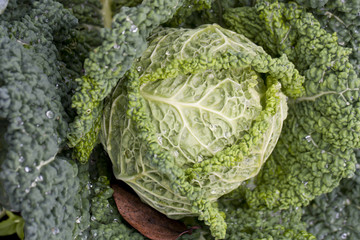 fresh cabbage