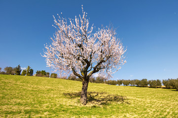 Fototapeta na wymiar Blooming tree standing alone in a field