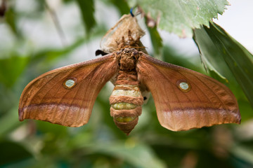 chinese oak silk moth