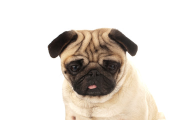 pug portrait