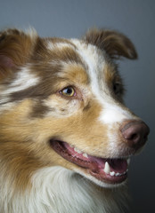 Red Merl Australian Shepherd Hund