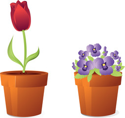 Tulip in violet flowers in orange houseplant pots