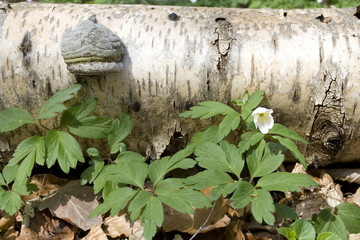 Waldboden im Frühling