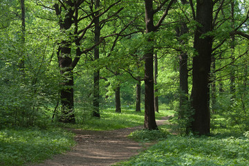 Тропинка в лесу.