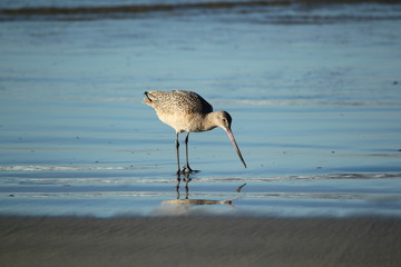 sand piper