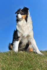 Australian Shepherd