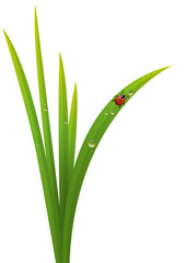 Obraz premium Herbe_Coccinelle