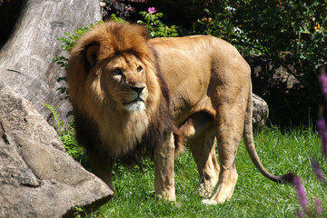 Lion
