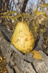 RIPE YELLOW PEAR